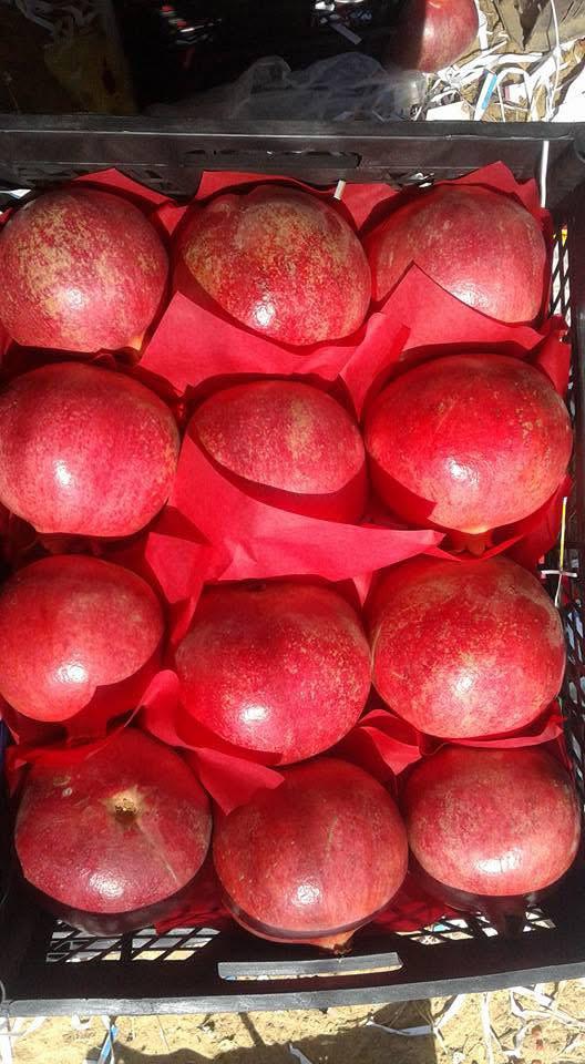 whatsapp image 2026 04 01 at 3.21.48 pm