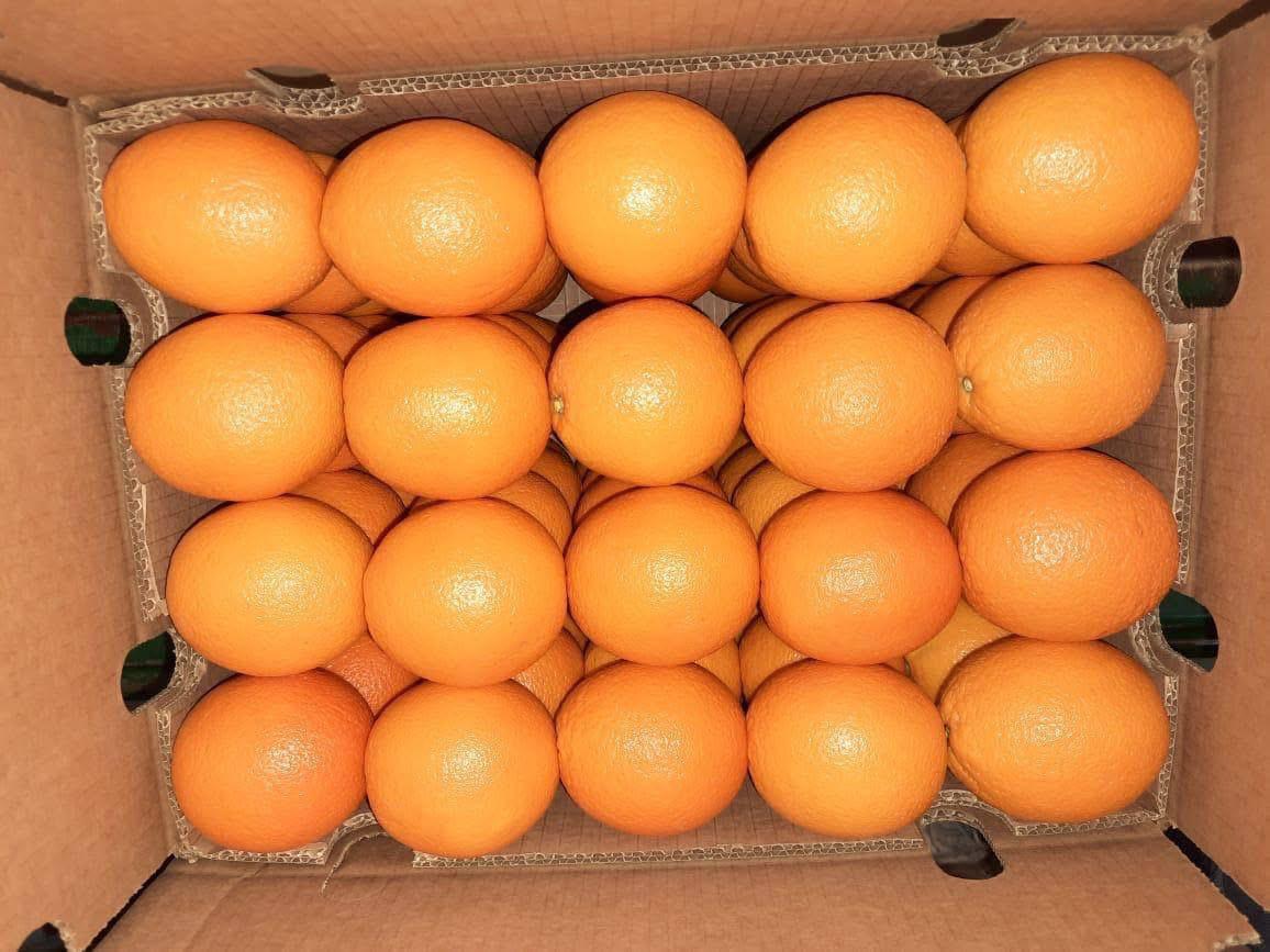 whatsapp image 2026 04 01 at 3.22.03 pm (2)