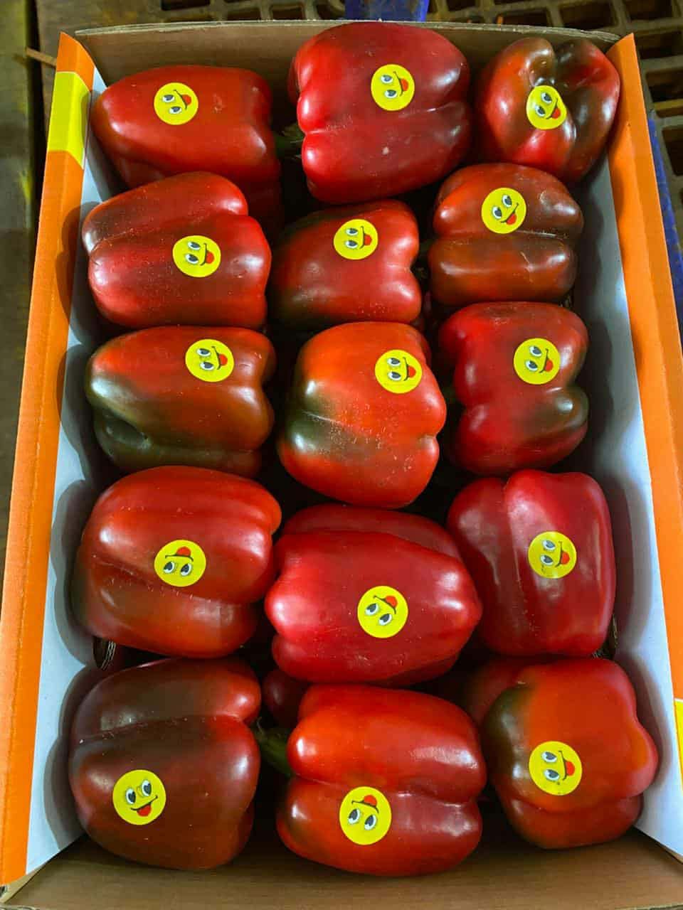 whatsapp image 2026 04 01 at 3.22.04 pm (1)