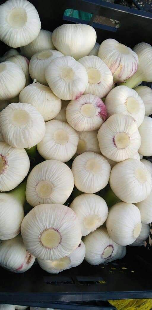 whatsapp image 2026 04 01 at 3.22.04 pm (2)