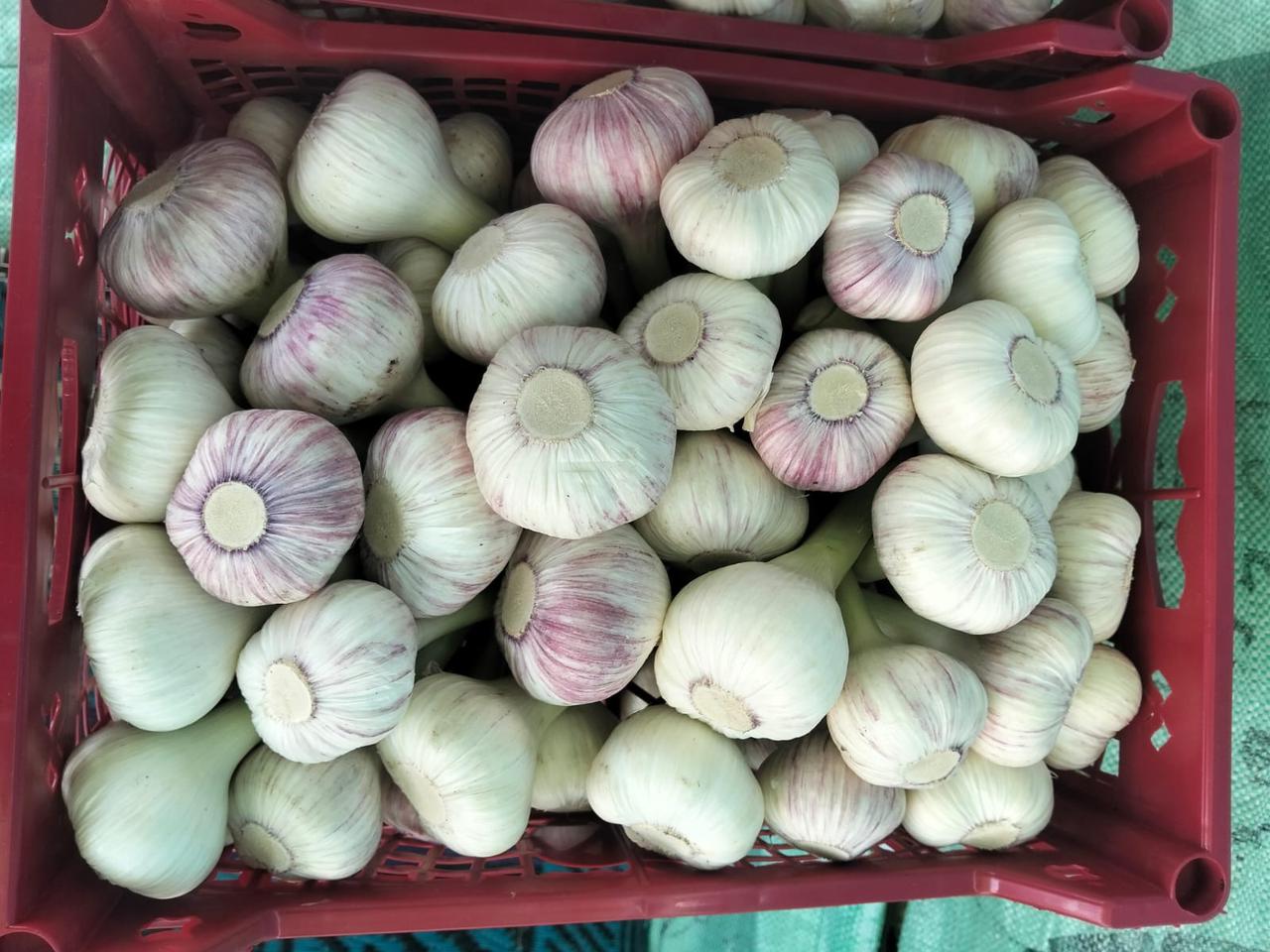 whatsapp image 2026 04 01 at 3.22.05 pm (2)