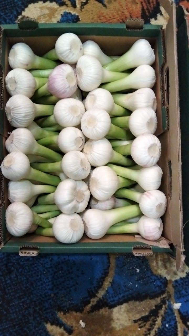 whatsapp image 2026 04 01 at 3.22.05 pm