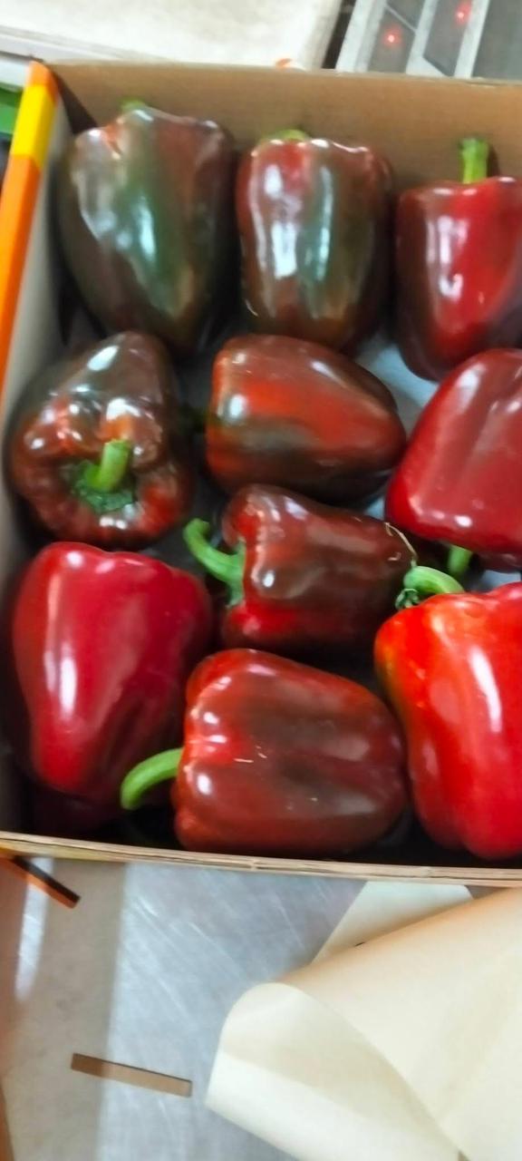 whatsapp image 2026 04 01 at 3.22.06 pm