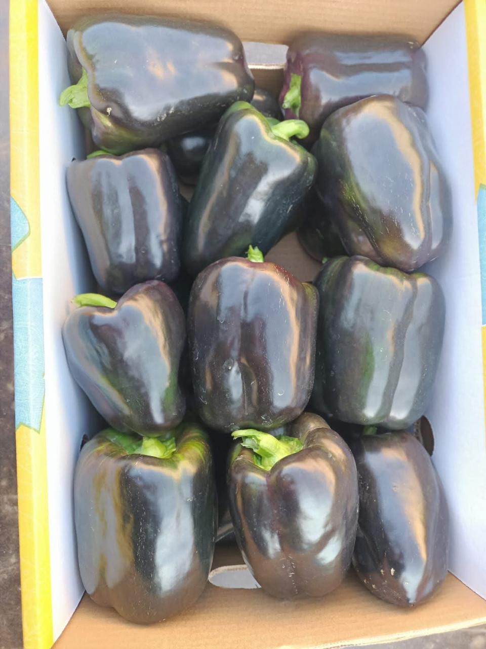 whatsapp image 2026 04 01 at 3.22.07 pm (2)