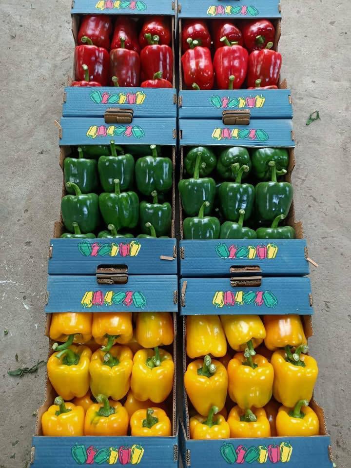 whatsapp image 2026 04 01 at 3.22.09 pm (1)