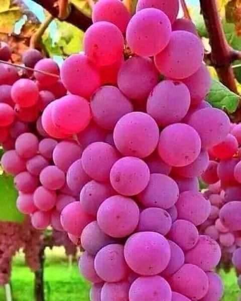 whatsapp image 2026 04 01 at 3.22.11 pm (2)