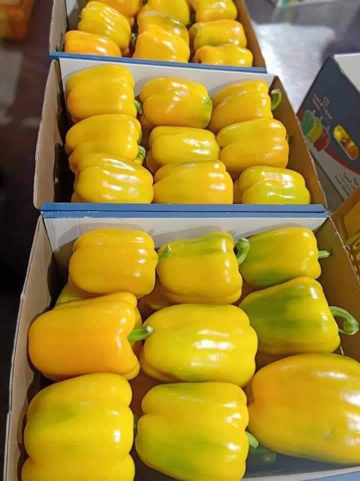 whatsapp image 2026 04 01 at 3.22.11 pm (3)