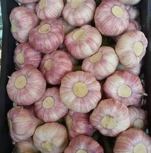 whatsapp image 2026 04 01 at 3.22.11 pm (4)