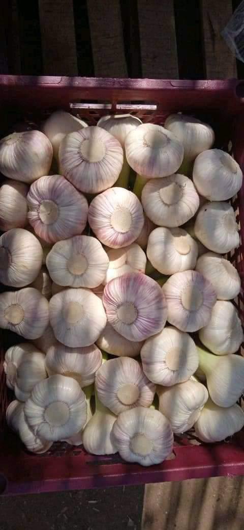 whatsapp image 2026 04 01 at 3.22.12 pm (2)